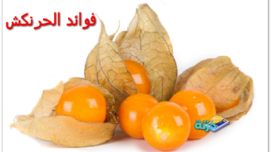 فوائد الحرنكش