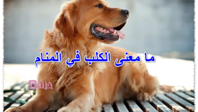 ما معنى الكلب في المنام