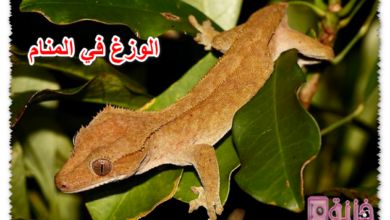 الوزغ في المنام